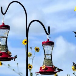 Rockport’s Heavenly Hummingbird Haven